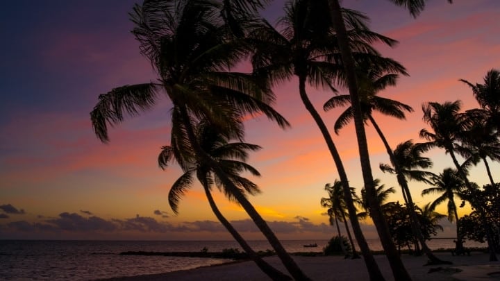 sunset celebration key west palm tress