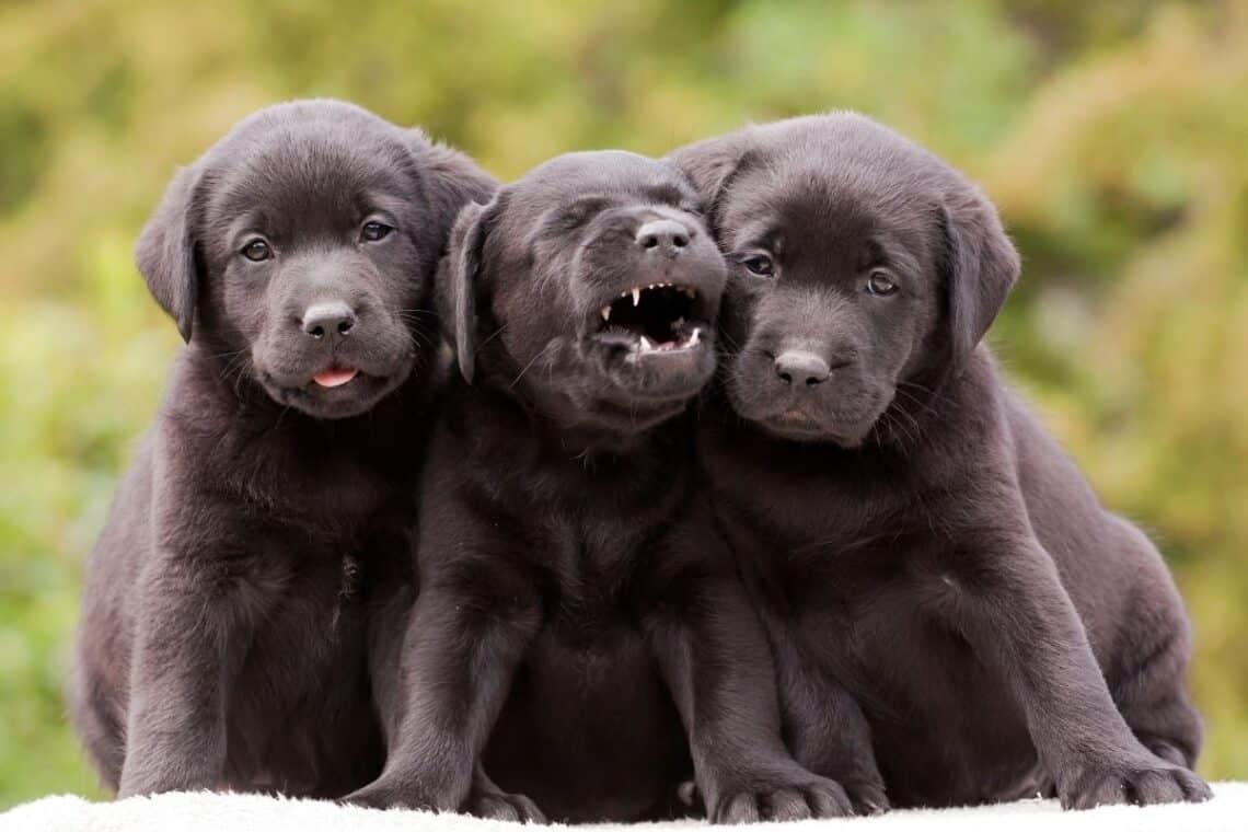 cute black puppies -  - 15 Fun Facts About Dogs