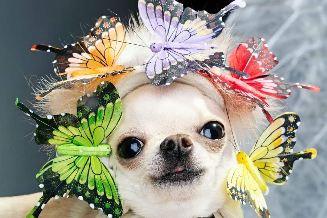 fun facts about dogs - - 15 Fun Facts About Dogs