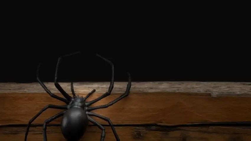 halloween pranks fake spider