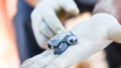 turtle rescue gulf county florida