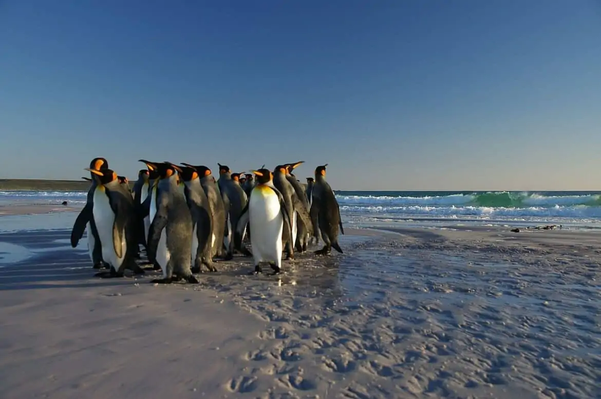 penguins on the beach falkland islands