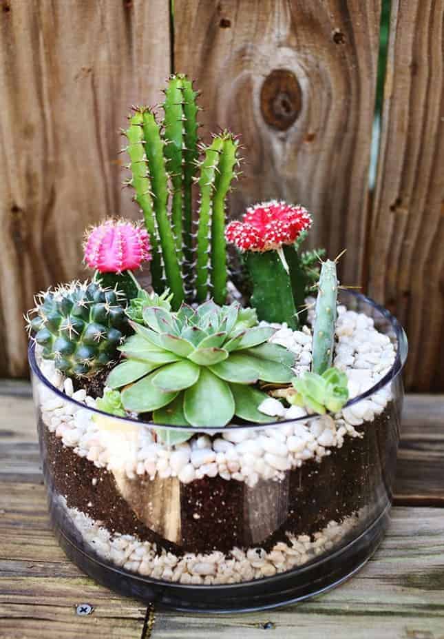 Indoor Succulent Projects