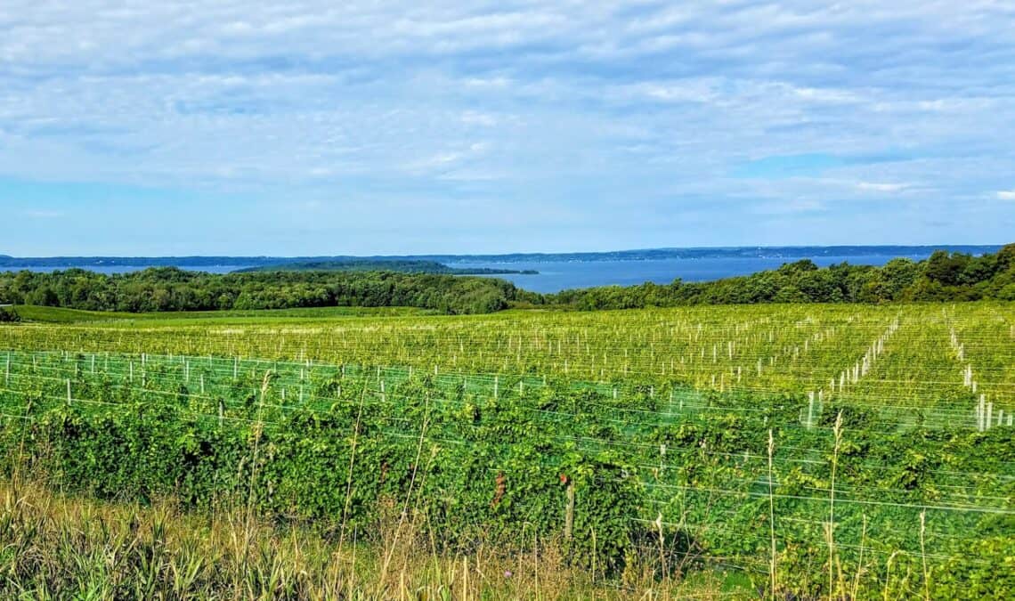 Traverse City Michigan vineyard