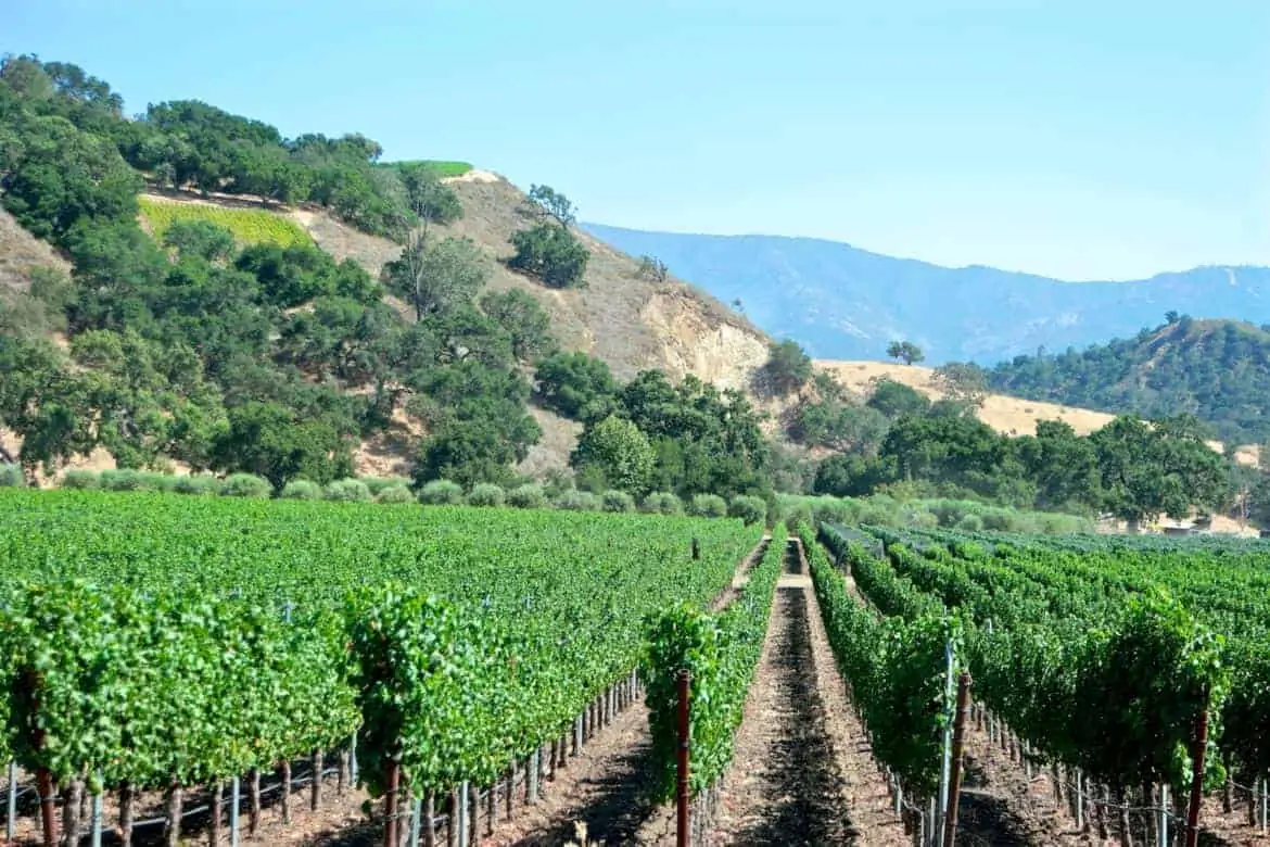 Santa Barbara wineries and vineyards 3