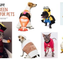 16 Awesome Halloween Costumes for Pets Plus a Few DIY Treats Too