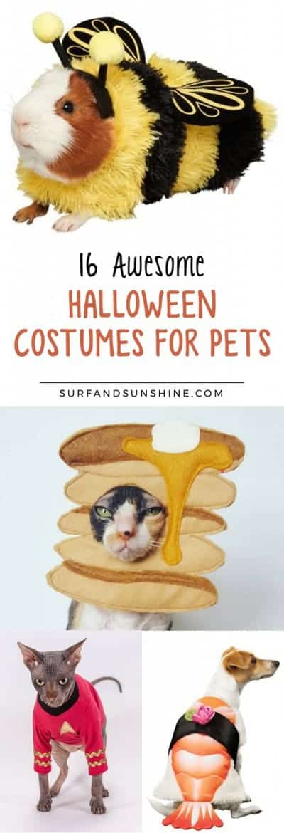 awesome halloween costumes for pets