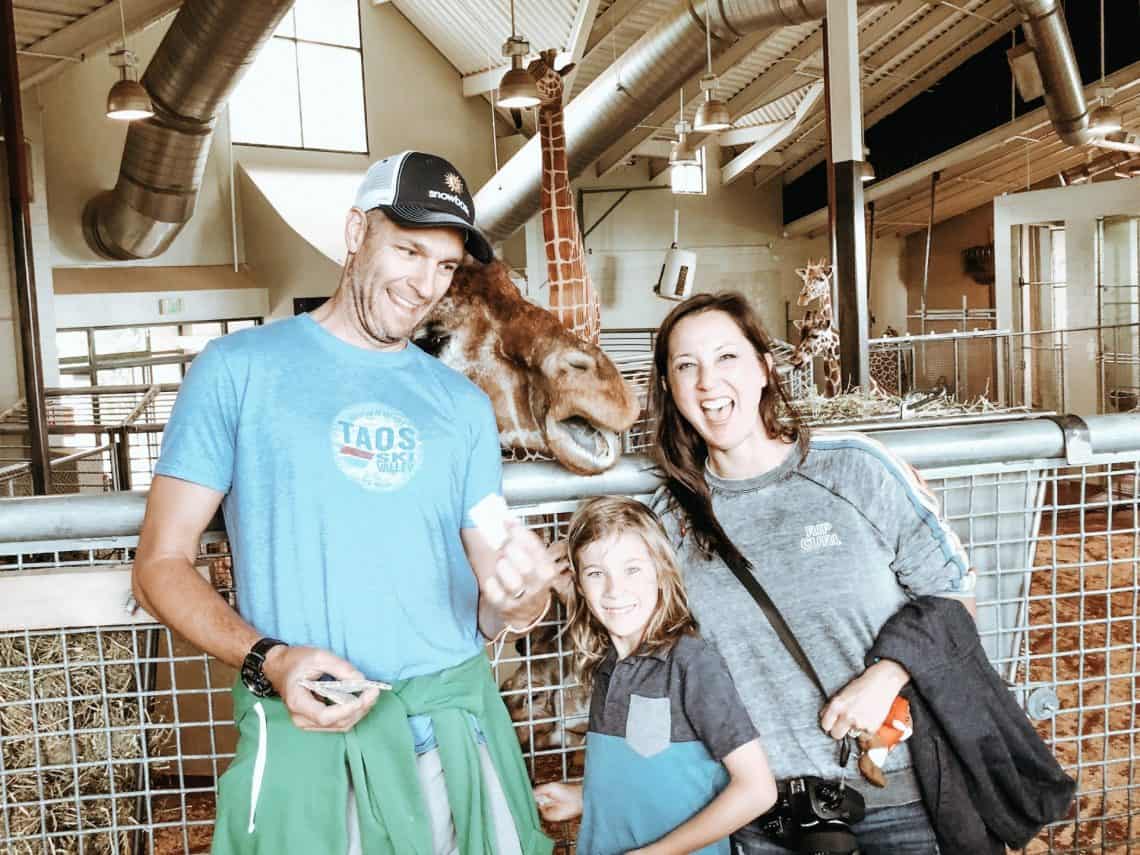 cheyenne mountain zoo giraffe experience