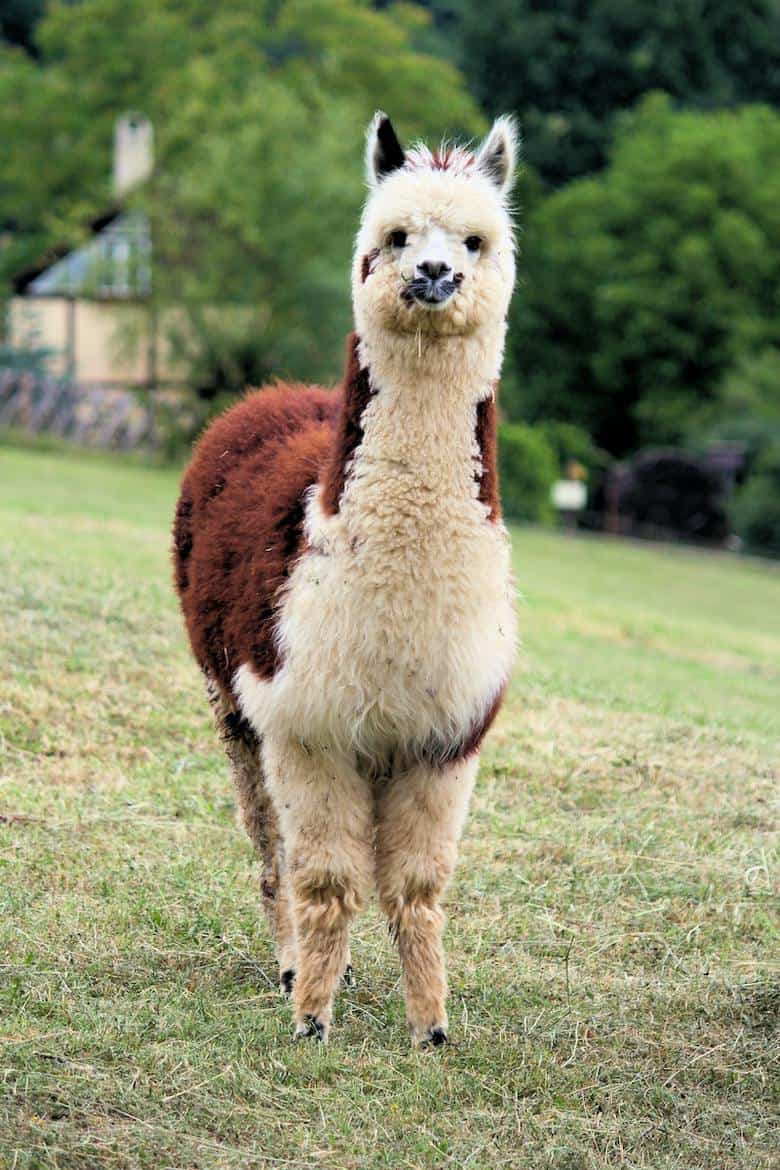 brown and white llama things to do in mendocino