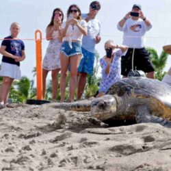 Sea Turtle Conservation and What You Can Do to Help