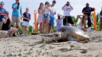 four seasons nevis turtle release 2