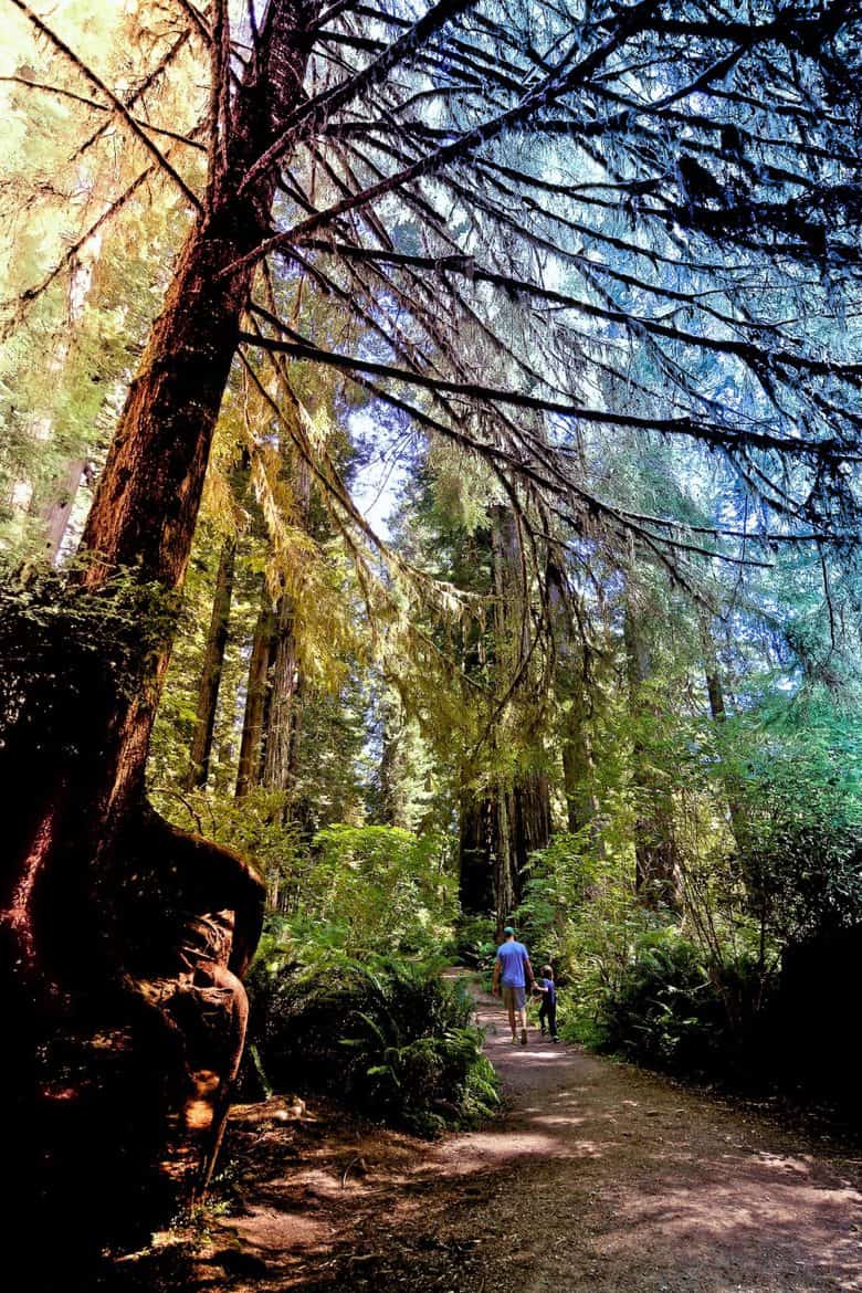 redwood trees california