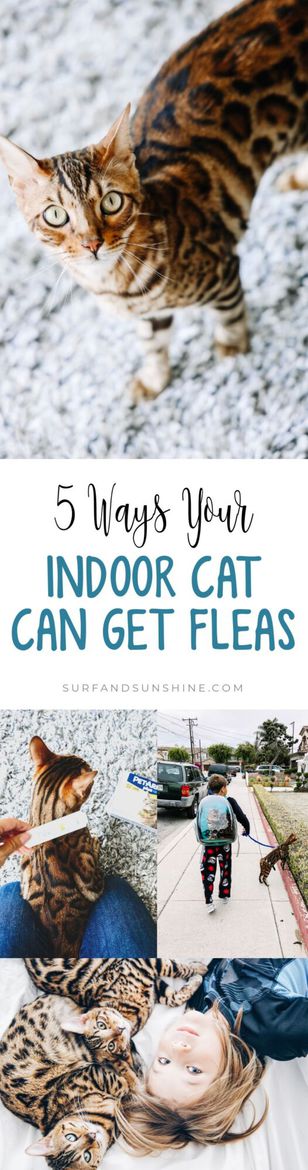 5 Ways Your Indoor Cat Can Get Fleas and Ways to Prevent an Infestation in Your Home
