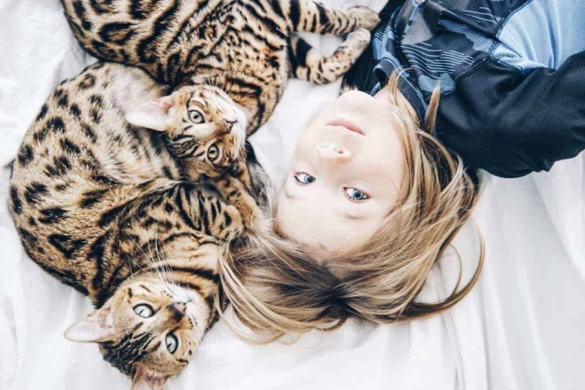 two bengal cats with a blonde boy
