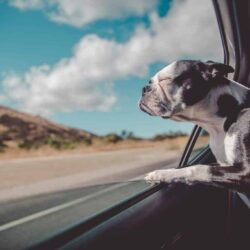 Planning a Family Road Trip with Your Dog