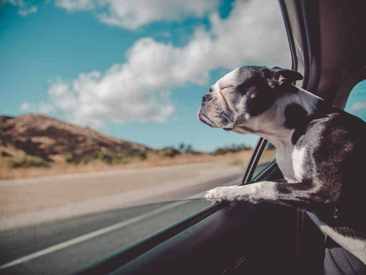How To Keep Your Pet Calm On A Road Trip