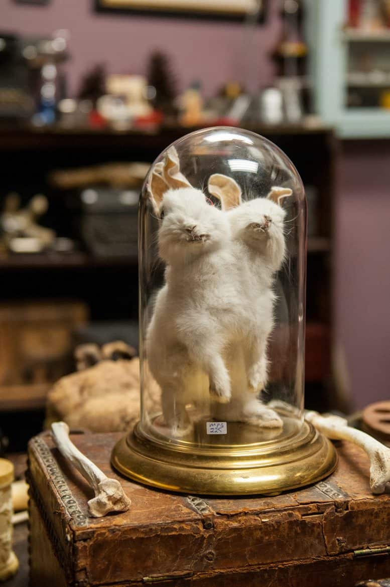 taxidermy two headed rabbit weird things to see in new york
