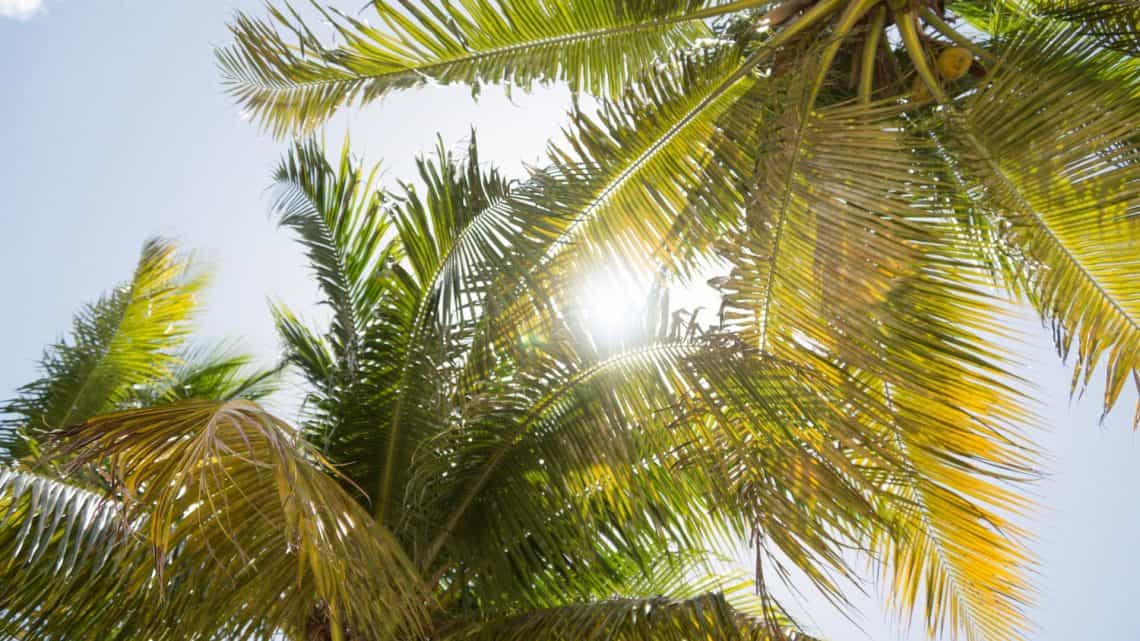 palm trees florida summer
