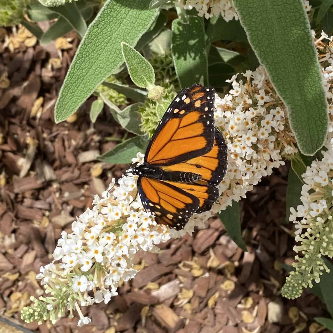 Plants That Attract Butterflies