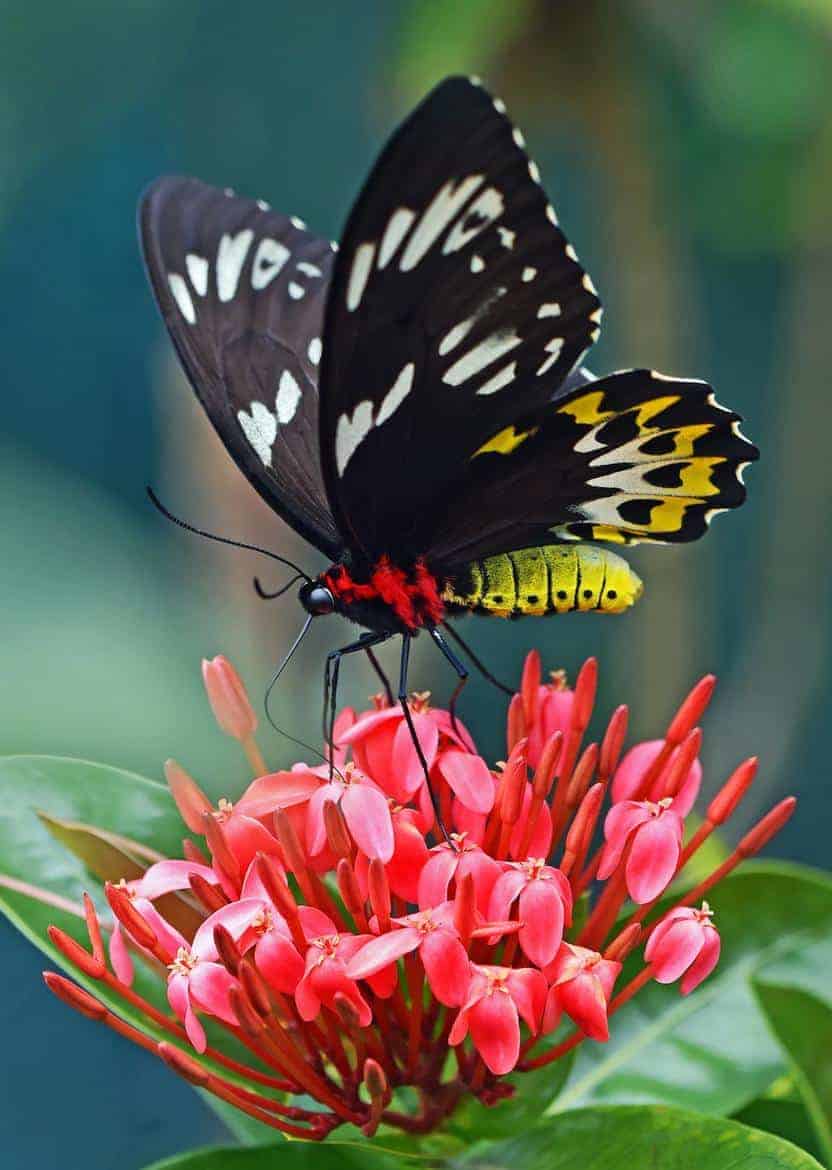 Plants That Attract Butterflies
