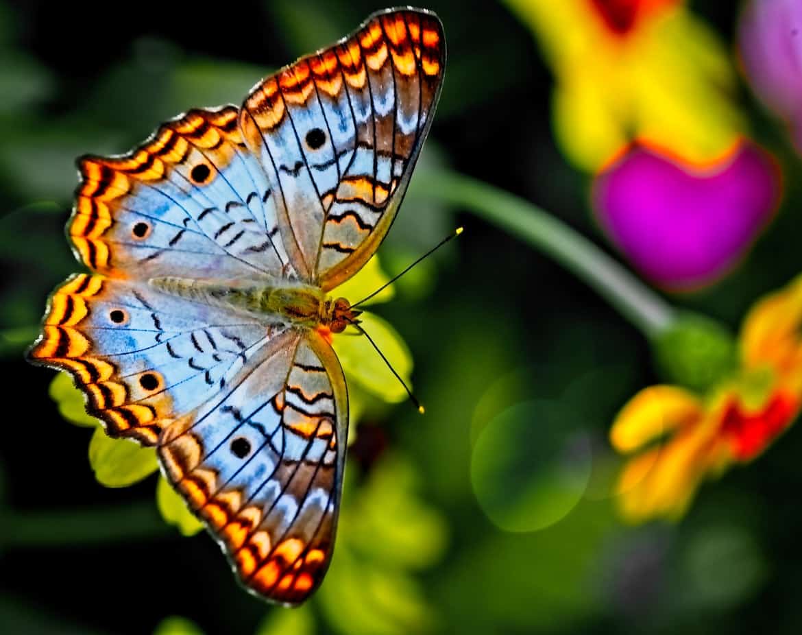 Plants That Attract Butterflies