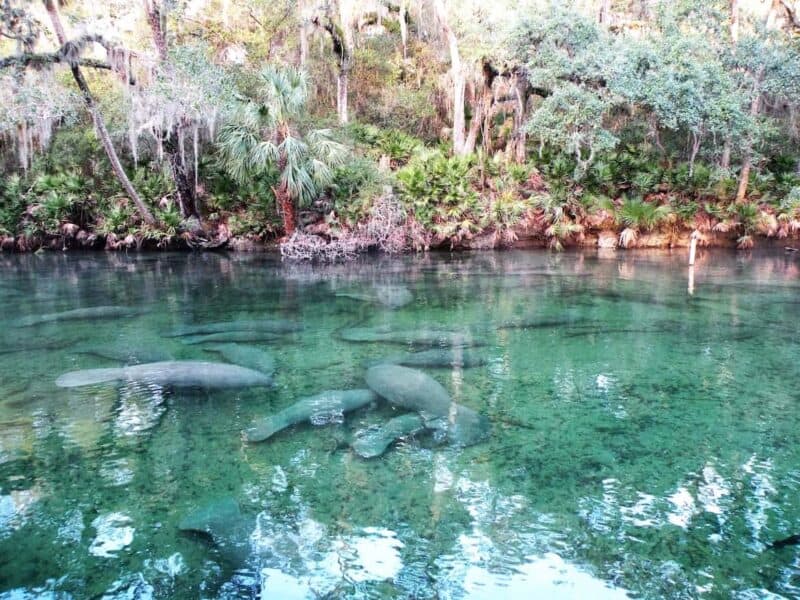 5 Best Natural Springs In Florida To Visit This Summer