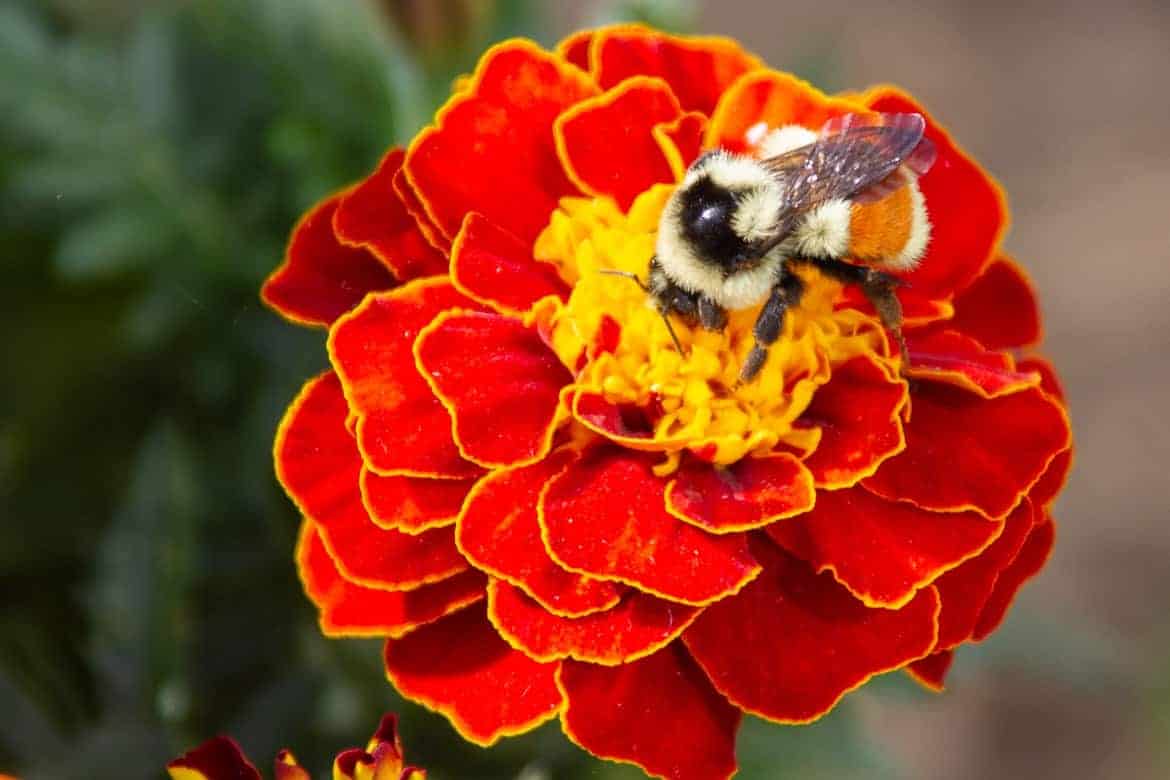 Companion Plants that Repel Pests and Help Your Entire Garden Grow