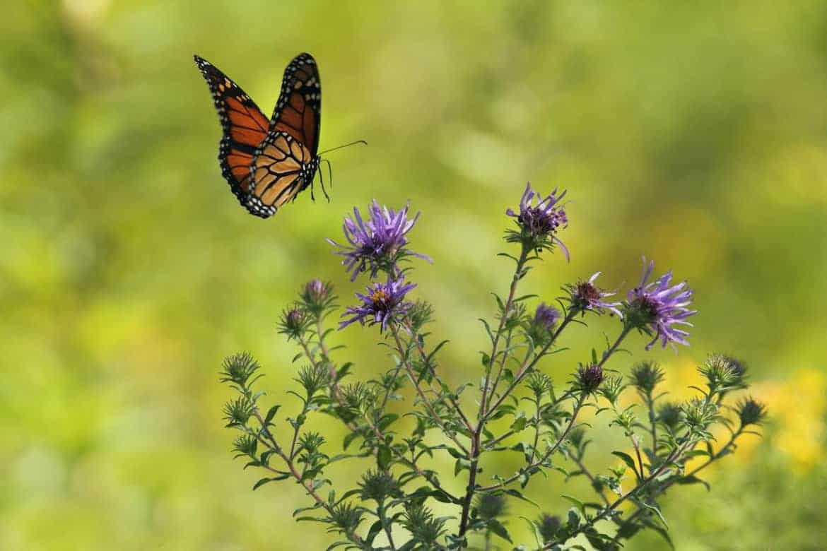 monarch butterfly