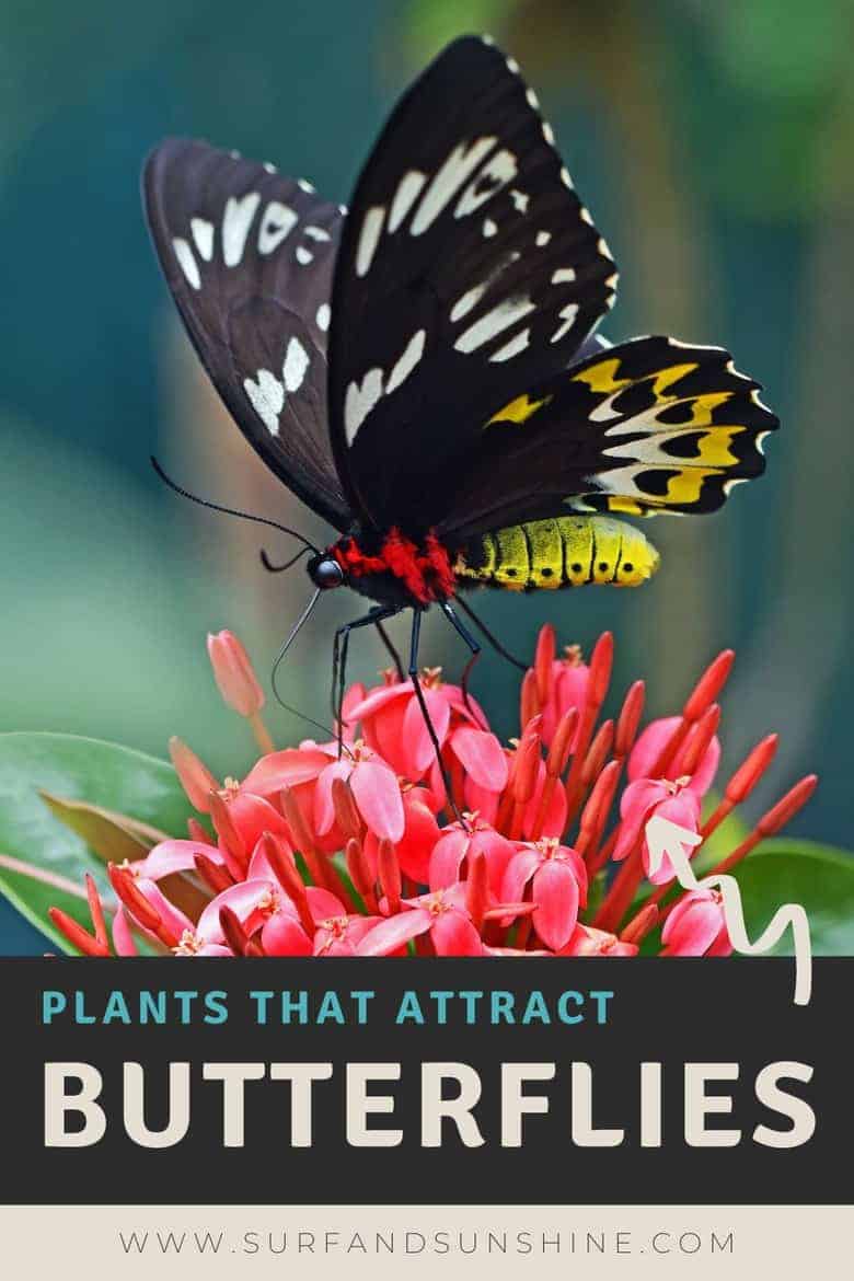 Start A Butterfly Garden Plants That Attract Butterflies