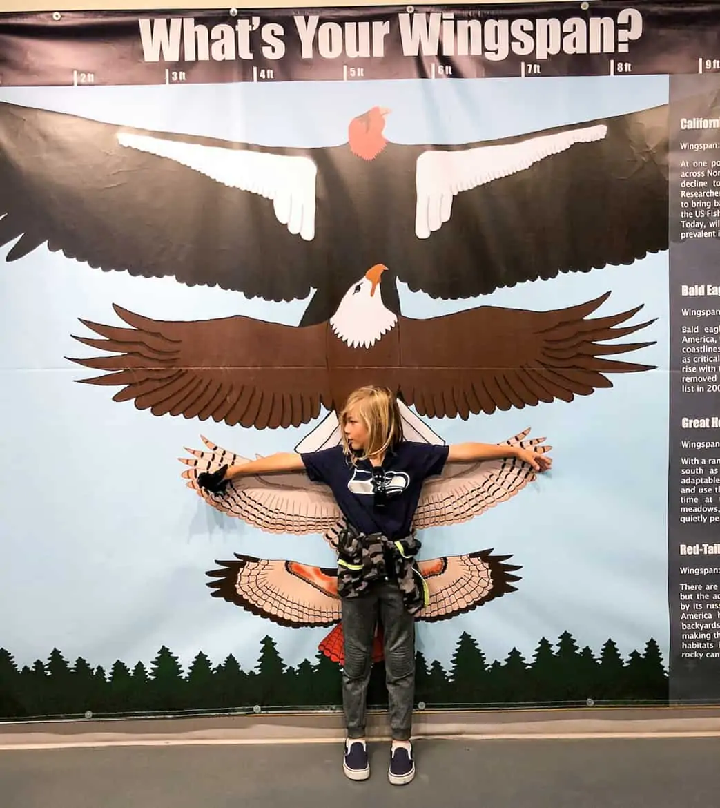 American Bald Eagle Foundation Haines Alaska wingspan