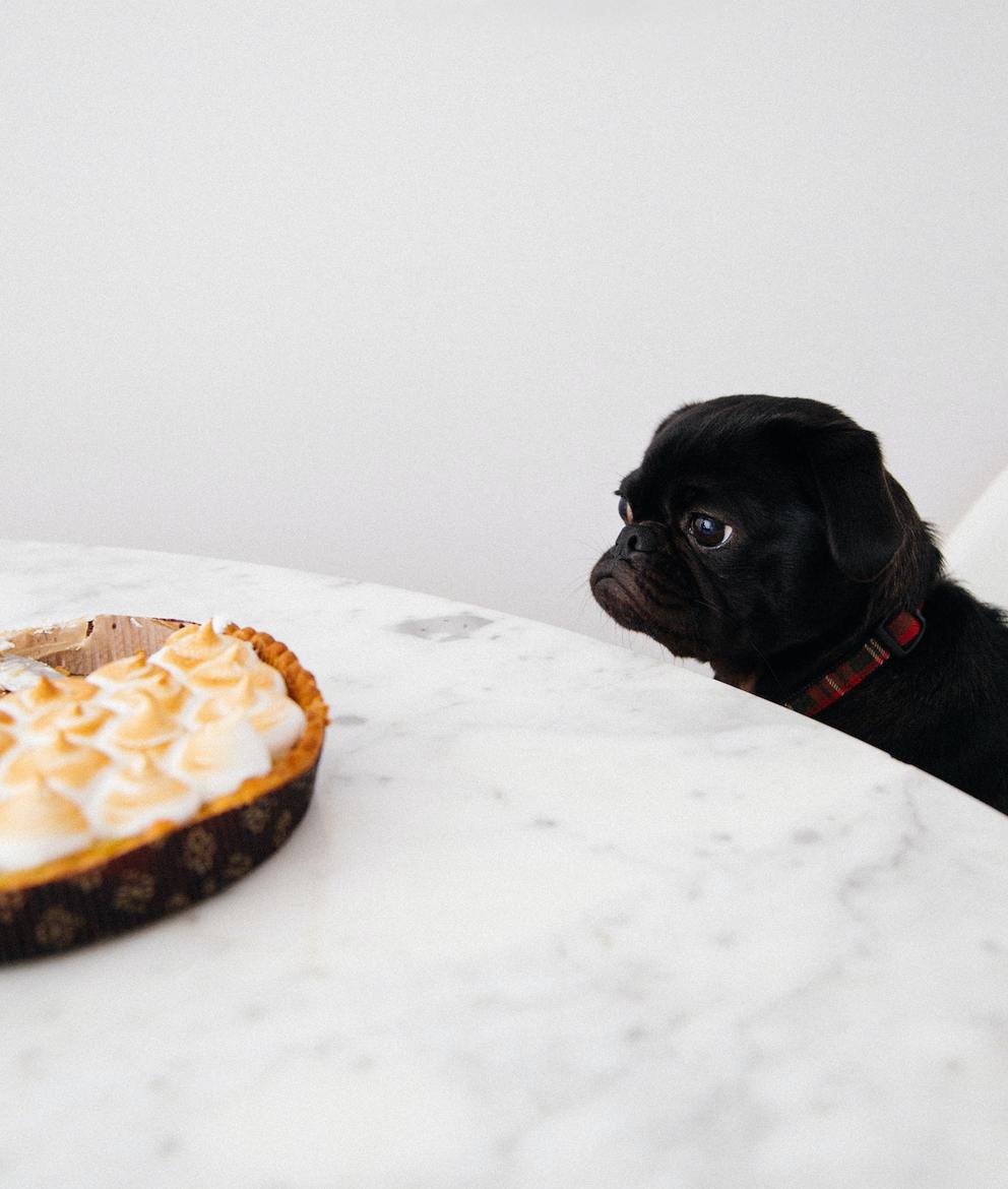 dog looking  at dessert