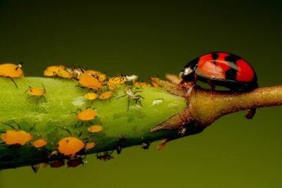 Fortunately, there are many natural ways to control aphid populations in your garden without using toxic chemicals!