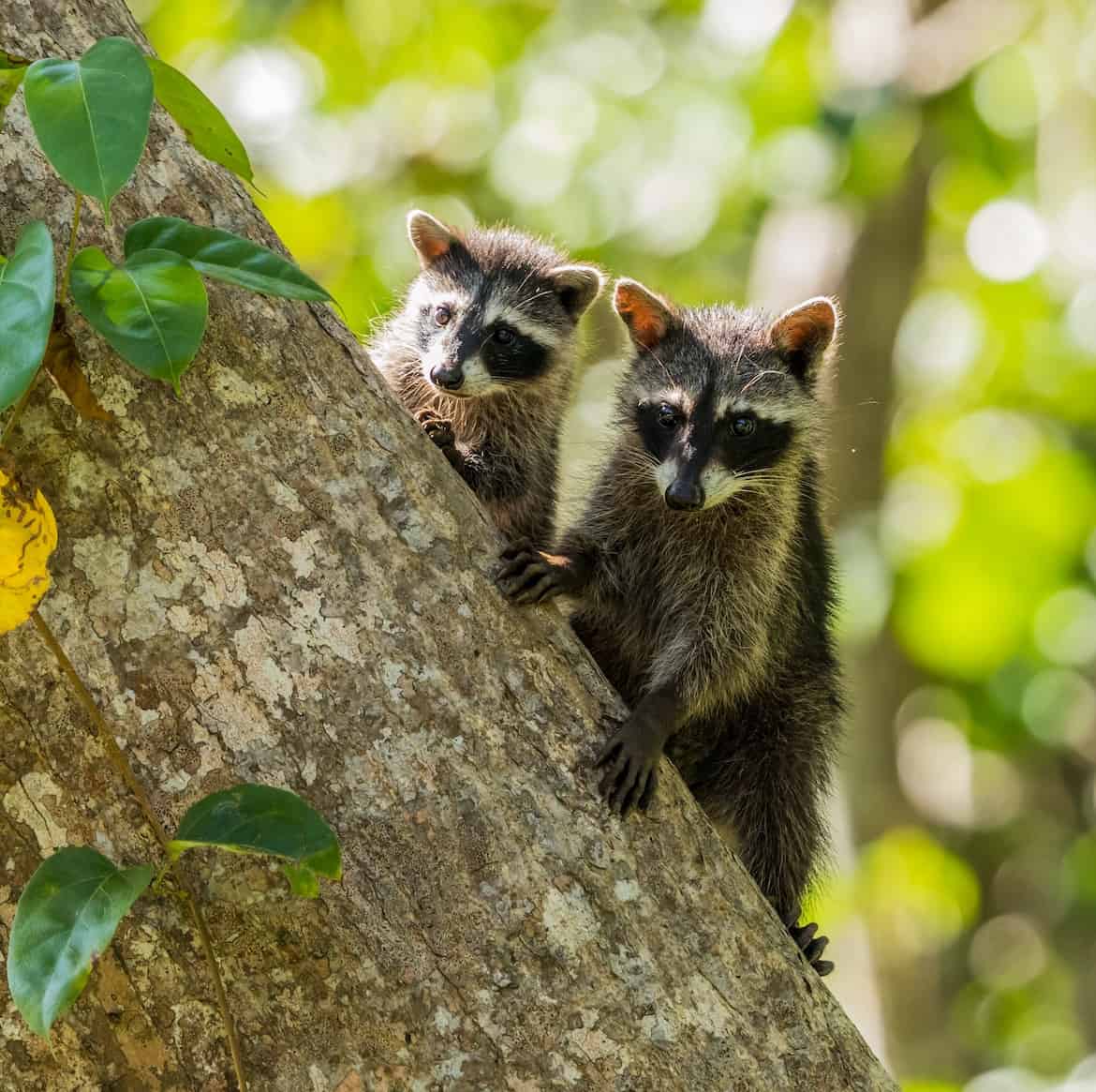 raccoons in a tree