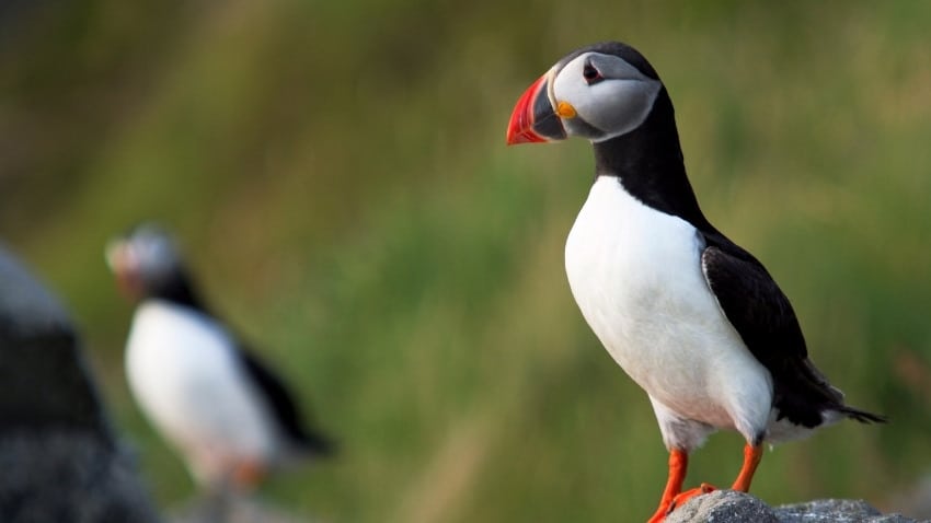 Runde Island Puffin Watching