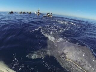 San Diego Whale Watching Kayaks - San Diego Tourism Authority