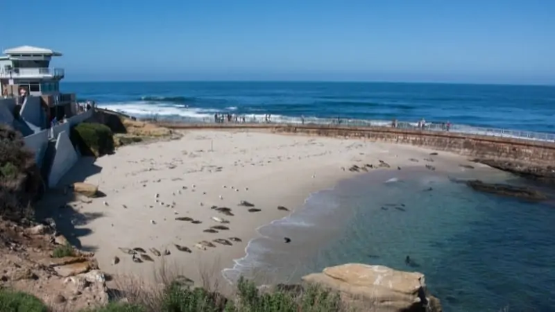 Seals in La Jolla Cove