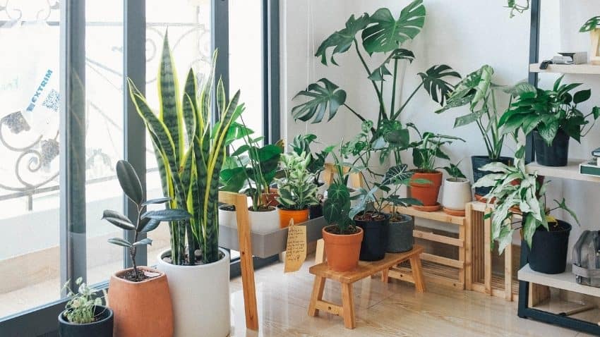 benefits of indoor plants (2)