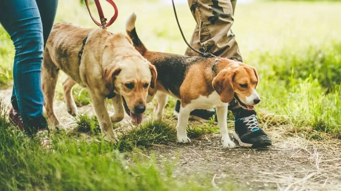 couple walking two dogs