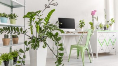 benefits of indoor plants (2)