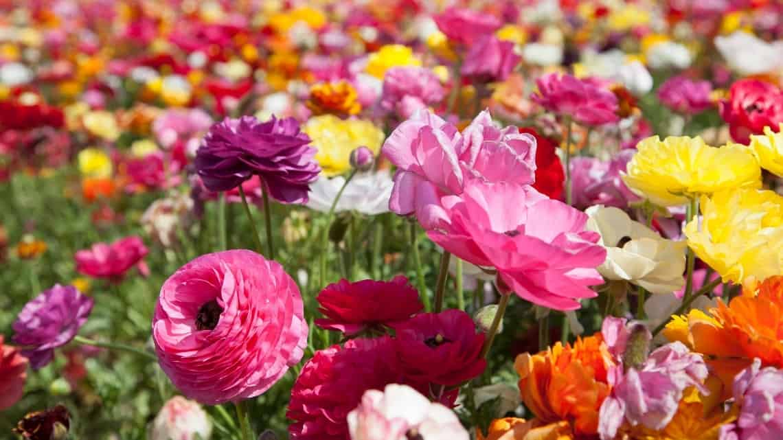 14 Unforgettable Things to Do in San Diego with Kids Carlsbad Flower Fields