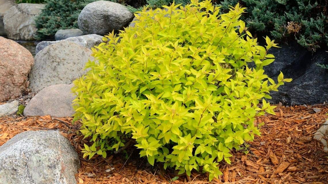 plant shrubs