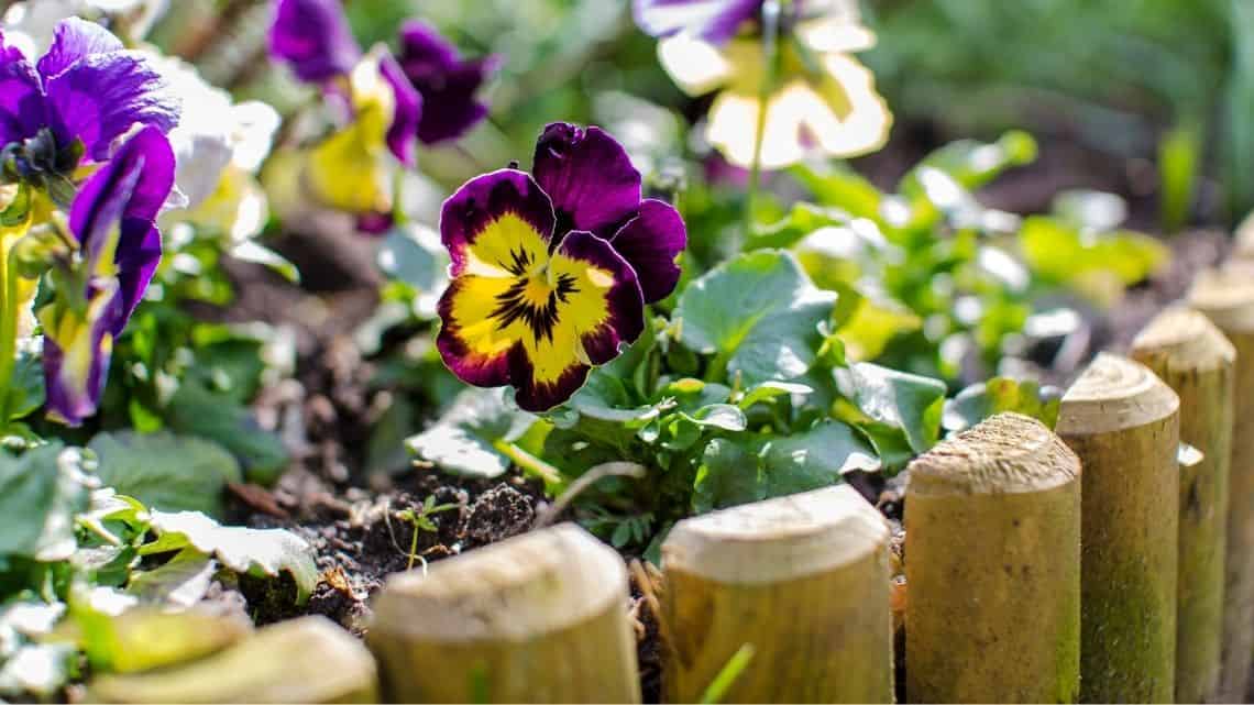 front yard landscaping ideas on a budget