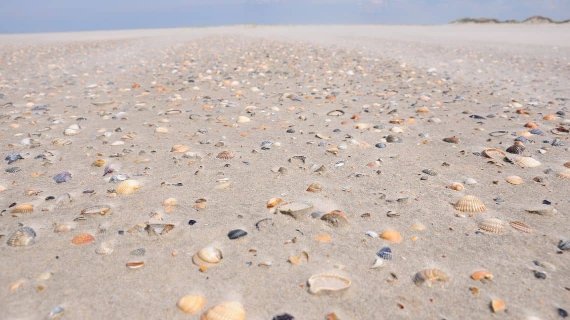 seashell Beach