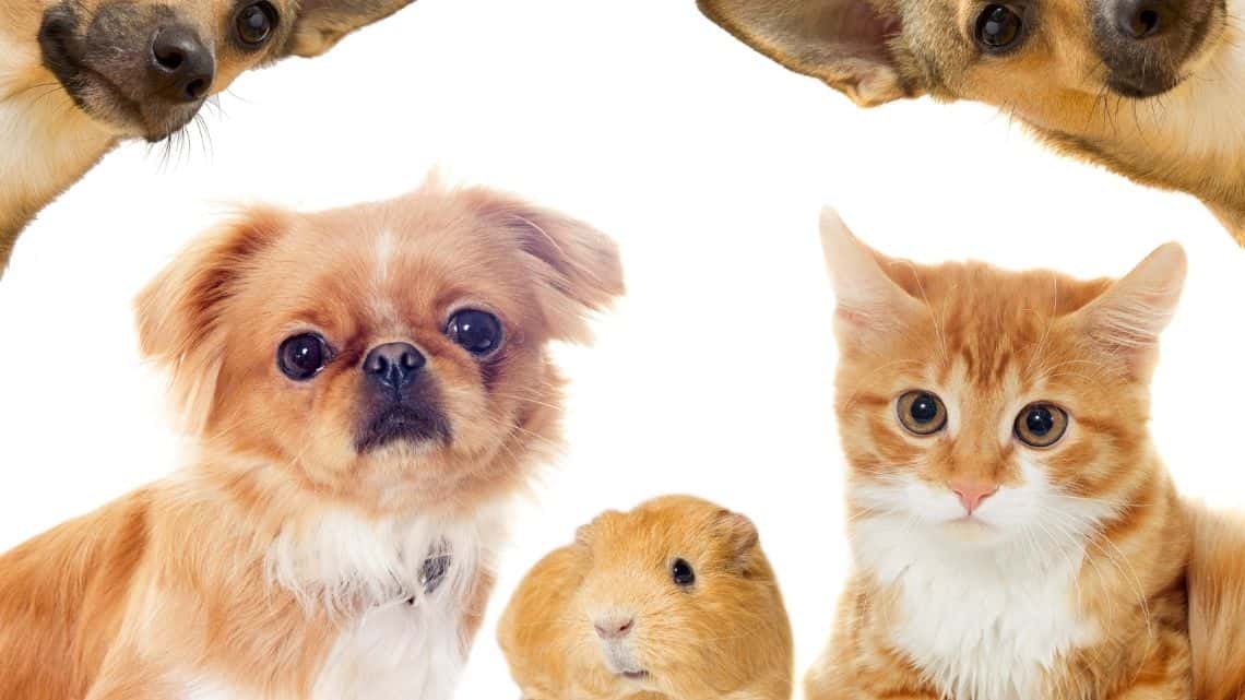 cat dog and guinea pig - can guinea pigs get fleas - Can guinea pigs get fleas?