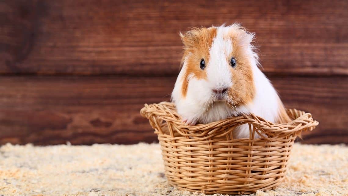 guinea pig in a basket - can guinea pigs get fleas - Can guinea pigs get fleas?