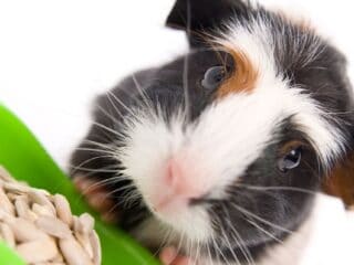 guinea pig up close - can guinea pigs get fleas - Can guinea pigs get fleas?
