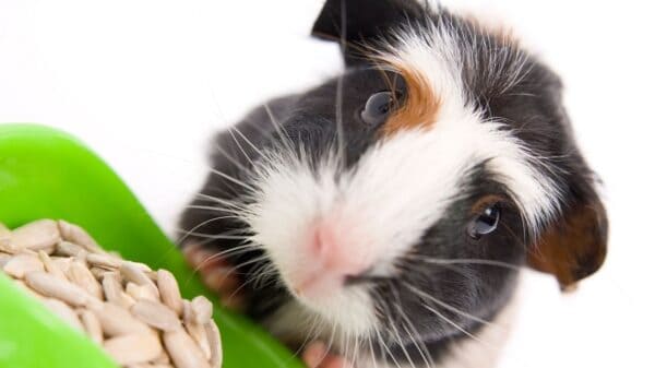 guinea pig up close - can guinea pigs get fleas - Can guinea pigs get fleas?