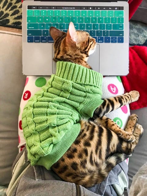 Obi Bengal Cat in a sweater -  - 37 Fun Facts About Cats That Will Make You Love Them Even More
