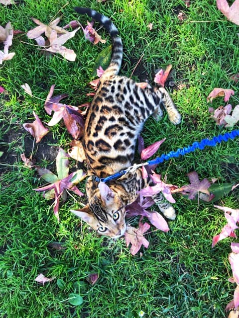 Obi Bengal Kitten on a leash with spot laying in grass -  - 37 Fun Facts About Cats That Will Make You Love Them Even More