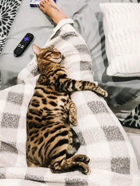 Obi Big Bengal Cat hugging leg -  - 37 Fun Facts About Cats That Will Make You Love Them Even More